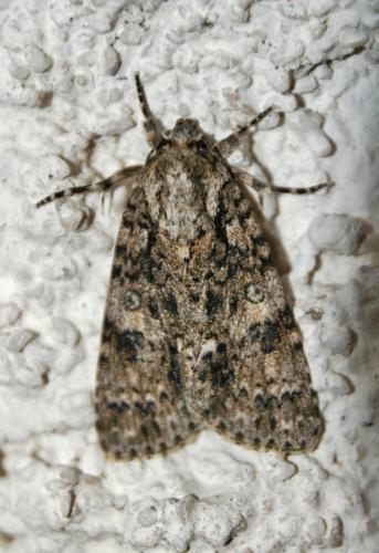Réf. 330 539 : Acronicta rumicis